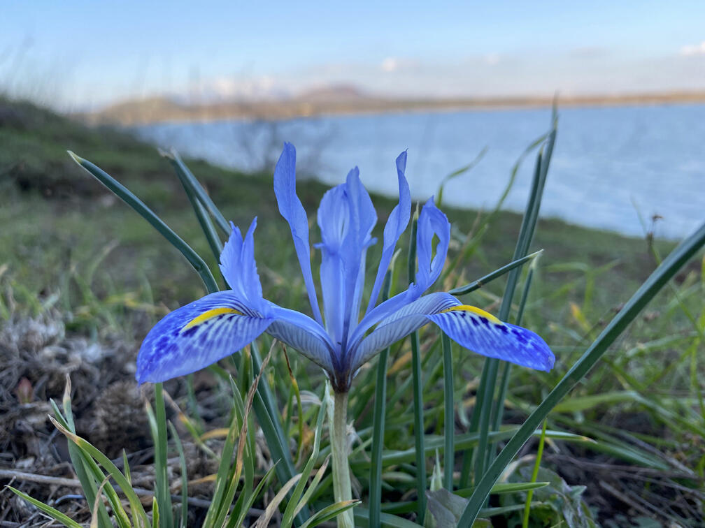 Редкий вид с ярко-синими цветками (Фото: Гилад Кармели) אירוס הלבנון על רקע מאגר בנטל