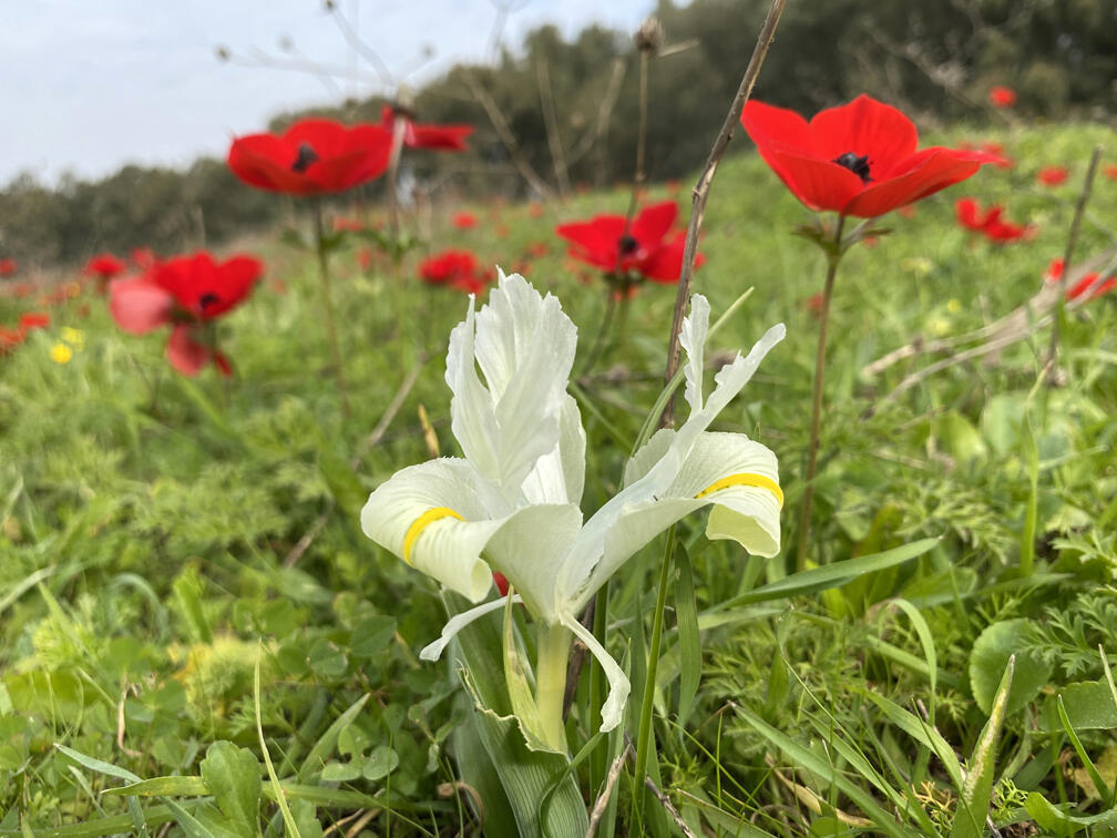 Ирис среди анемонов (Фото: Гилад Кармели) אירוס ארצישראלי לצד כלניות בפארק השרון