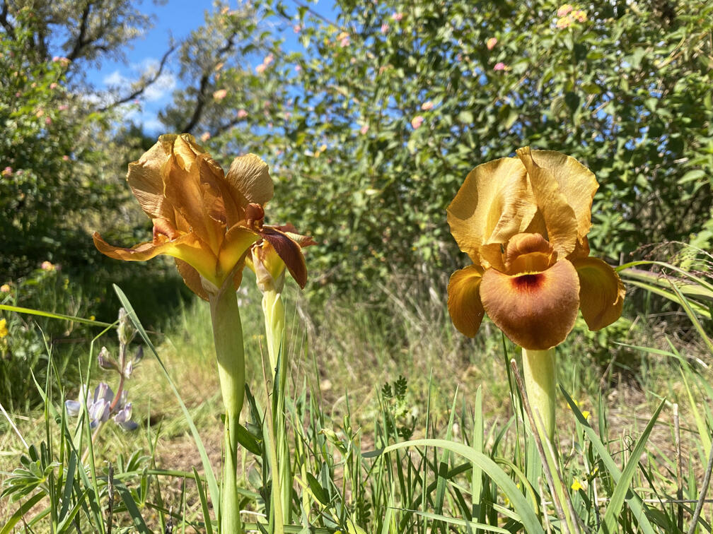 Рыжий ирис (Фото: Гилад Кармели) אירוס ארגמן "ג'ינג'י" בשמורת אלוני קדימה