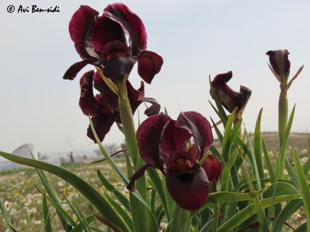 Iris atrofusca (Фото: Ави Бен-Сиди) אירוס שחום באנדרטת חטיבת הנגב
