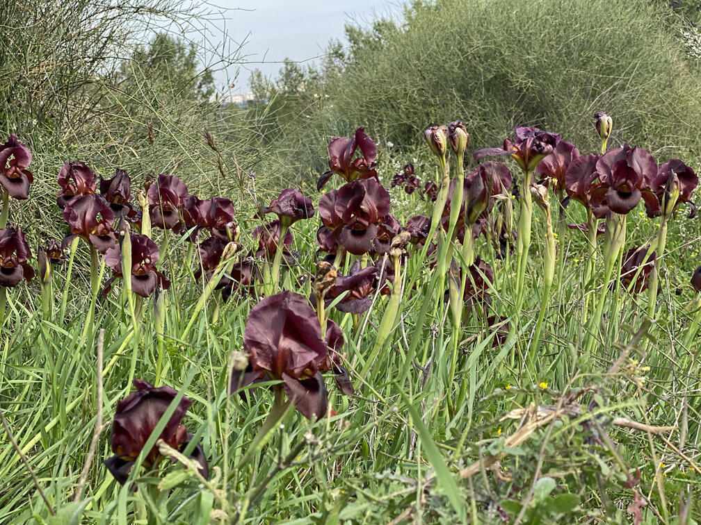 Черно-лиловые ирисы (Фото: Гилад Кармели) "שדות של אירוסים" בגבעות הכורכר של נס ציונה