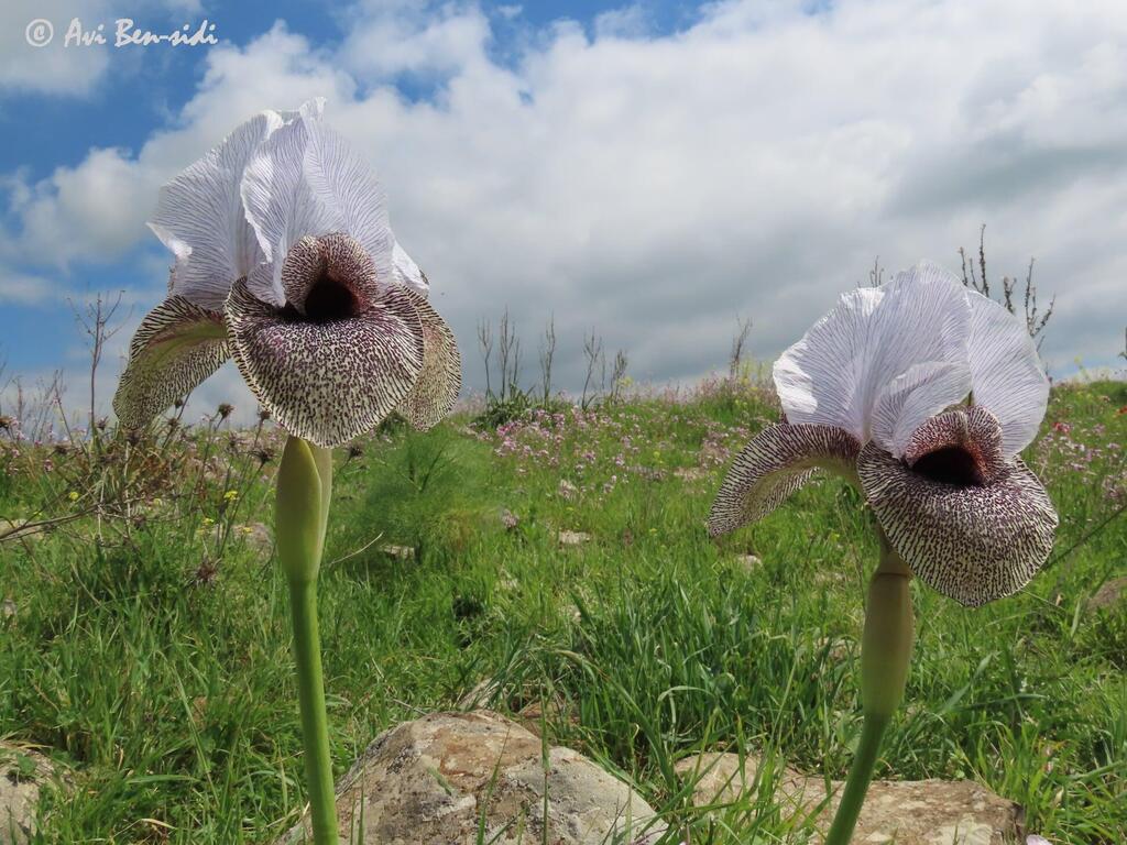 Iris hermona (Фото: Ави Бен-Сиди) אירוס הגולן בצומת המפלים