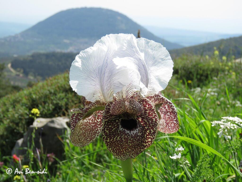 Ирис Бисмарка (Фото: Ави Бен-Сиди) אירוס נצרתי על רקע הר תבור