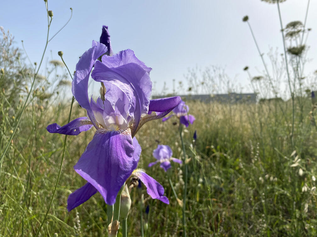 Ирис месопотамский (Фото: Гилад Кармели) אירוס ארם נהריים בשדה קוצים ממזרח לכפר סבא