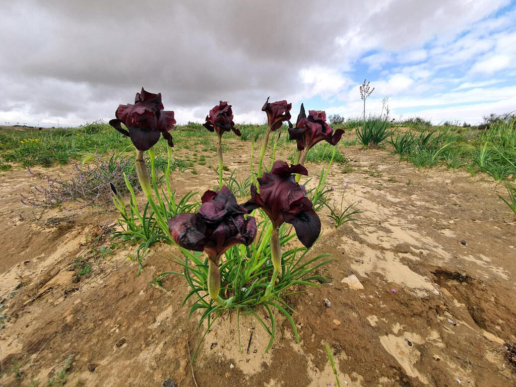 Ирис Петры (Фото: Эран Хеймс, Управление заповедников) אירוס ירוחם