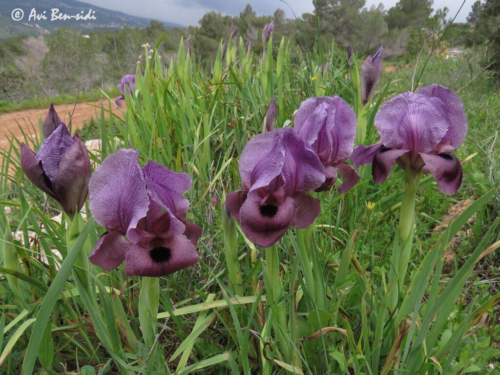 Ирис Хайне (Фото: Ави Бен-Сиди) אירוס הגלבוע בהר מלכישוע