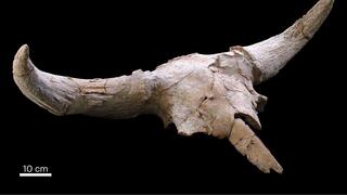 שרידי גולגולת ביזון הסטפה שנמצאה במערת Cueva Des-Cubierta בספרד