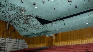 עטלפים בקולנוע דקל (לפני הפינוי) 