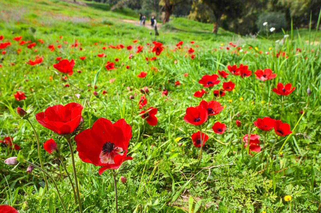 כלניות פורחות בפסטיבל "דרום אדום"