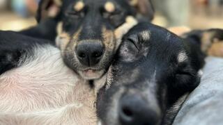 שמשון ויובב