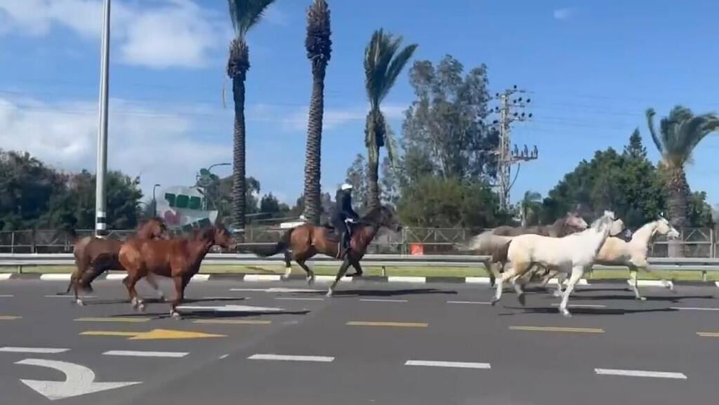 סוסים ברחו מתוך הכפר הירוק