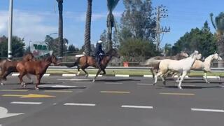 סוסים ברחו מתוך הכפר הירוק
