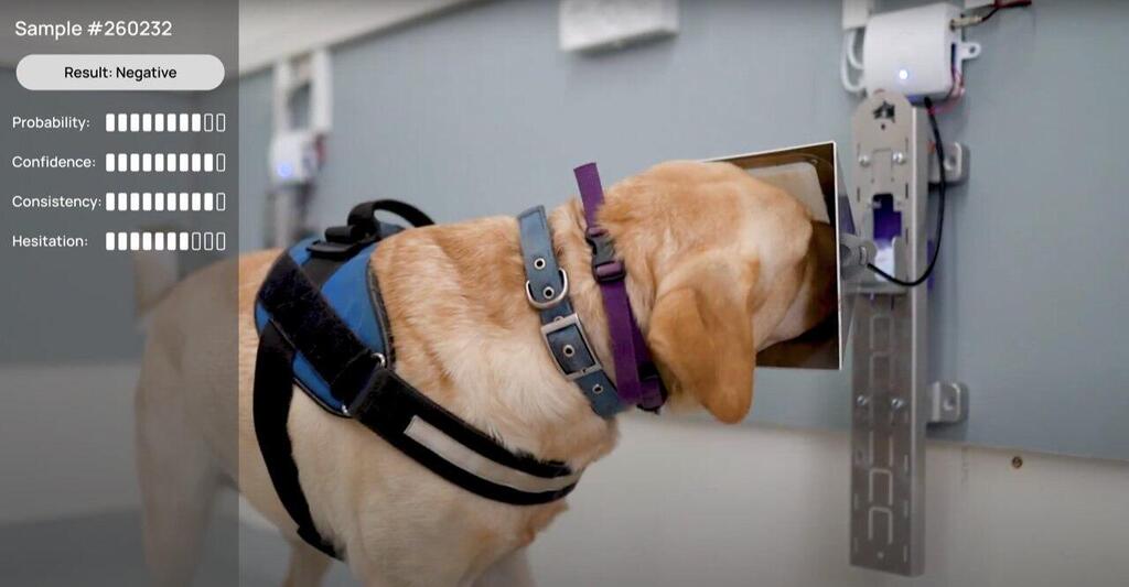 כלבים כלב זיהוי סרטן