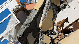 כלב חילוץ בין הריסות בניין בטורקיה 