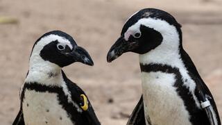 פינגווינים אפריקנים