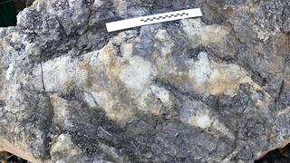 טביעת הרגל שהתגלתה על חוף יורקשייר ומהווה שיא חדש מבחינת אורכה (80 ס"מ)