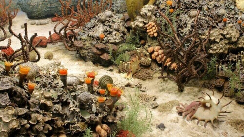 קרקעית הים מתור הפראם, שבעידן הפלאוזואיקון