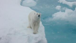 דוב קוטב בודד הולך על קרח ים, בו הוא משתמש כדי לעבור מרחקים עצומים באזור הארקטי בעודו מחפש אחר מזון, אך המסתם המואצת הובילה אותו אל אזורים מיושבים
