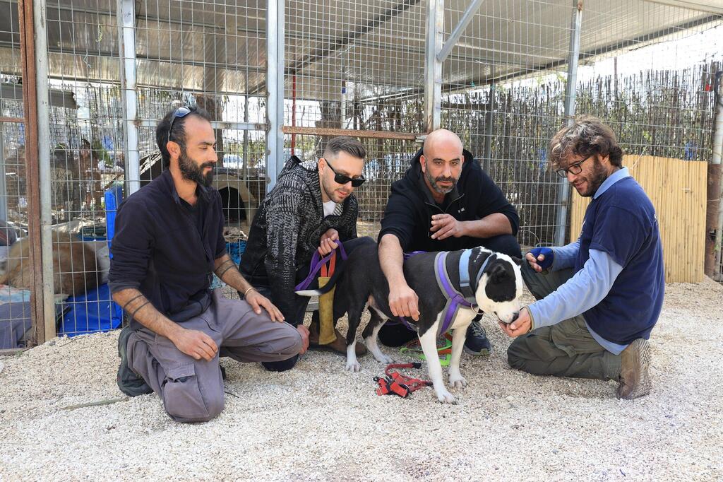 Showing love helps the dogs open up (Photo: Elad Gershgorn) פרויקט גיבורים שתיים על ארבע עמותת גלבוע אוהבת חיות