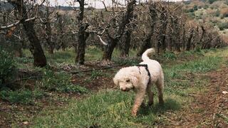 כלבה מגזע לגוטו רומניולו (Lagotto Romagnolo) המשמש לאיתור פטריות כמהין