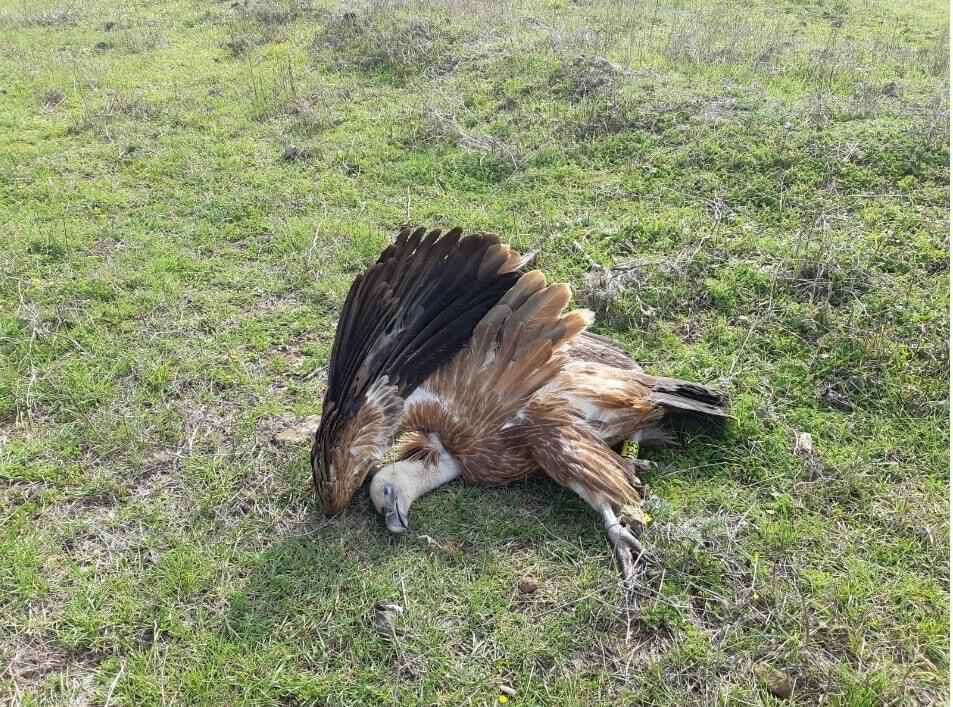 מה גרם למותו? J64