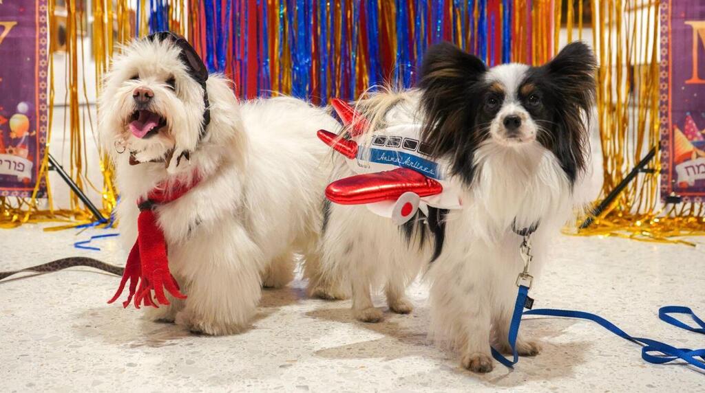Shayna Maydele, left, a coton de Tulear dressed as an aviator and Finley, a papillon dressed as an airplane, celebrate Purim at The AKC Museum of the Dog on Friday, March 3