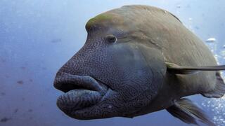 דג תפאר ענק (Cheilinus undulatus), שמוכר גם בשם "תפאר נפוליאון", שוחה במימי פלאו. דג זה יכול להגיע לאורך של כ-2 מטרים, אך נתון בסכנת הכחדה