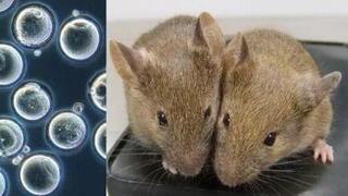 העכברים שנולדו לשני אבות