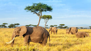 פילים בשמורת מסאי מארה בקניה