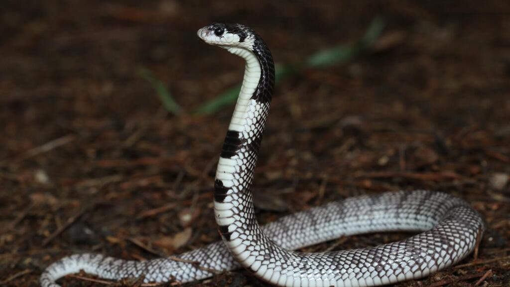 פתן אלמוגים