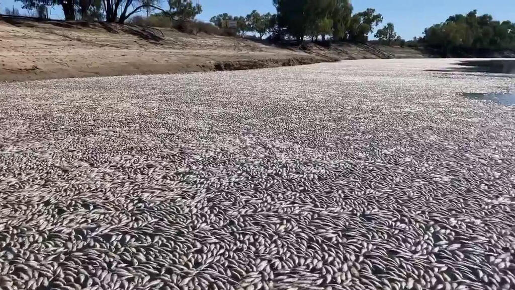 המוני דגים מתים בנהר
