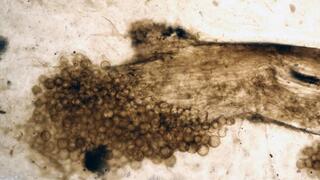 תמונה מיקרוסקופית של חתיכת צמח מאובן מריני צ'רט (Rhynie chert), עם פטריות מאובנות שמופיעות בקצוות
