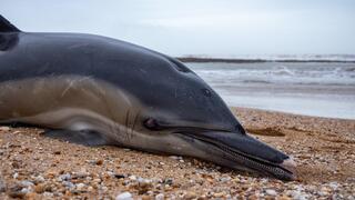 דולפין מוטל על חופי האוקיינוס האטלנטי בצרפת