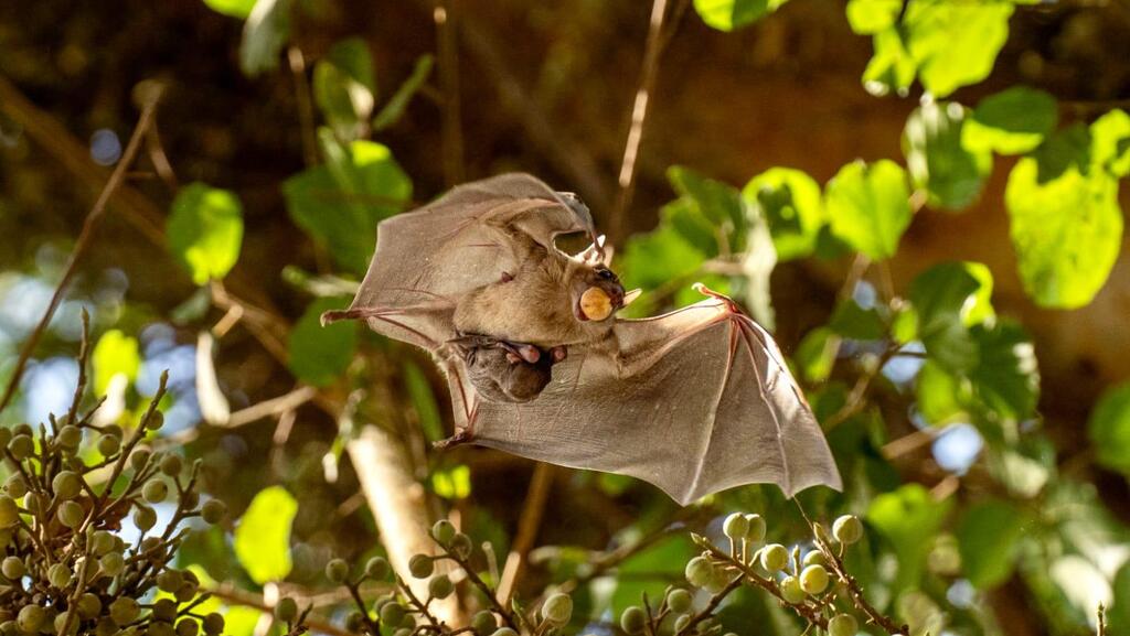 Fruit bats helped discover urban heat islands in Tel Aviv