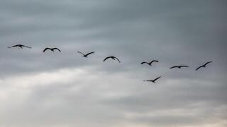 עגורים באגמון החולה