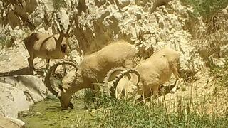 יעלים שותים מים 