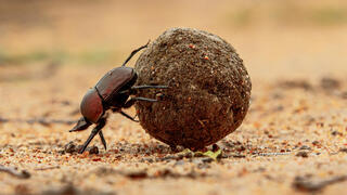 חיפושית זבל בפעולה 