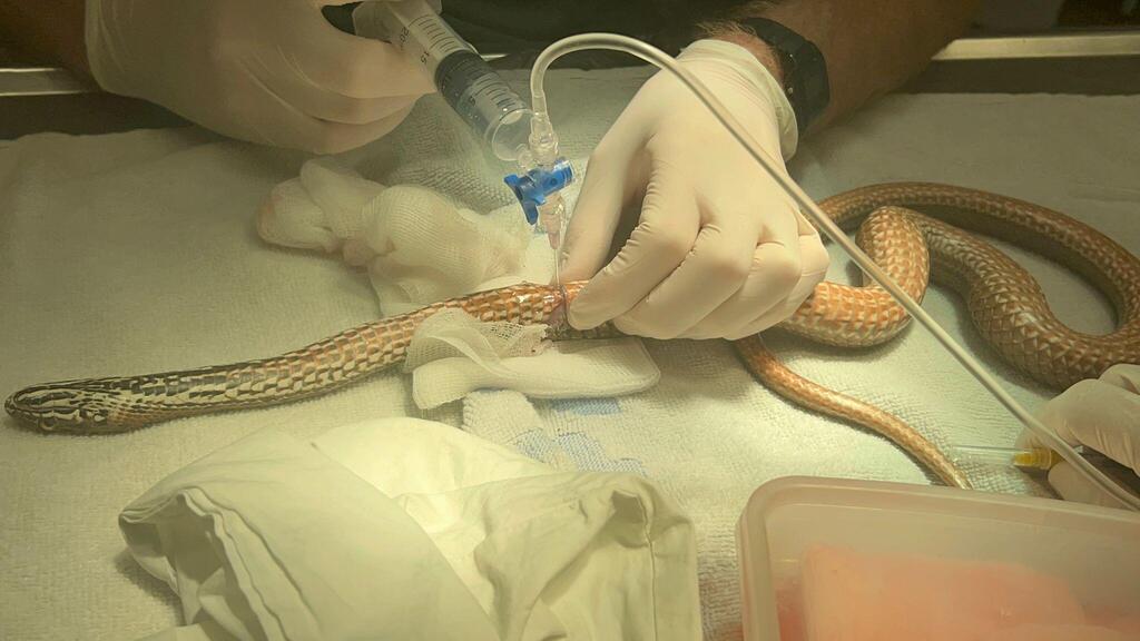 טיפול בנחש תלום קשקשים על ידי עובדי ומתנדבי בית החולים לחיות בר