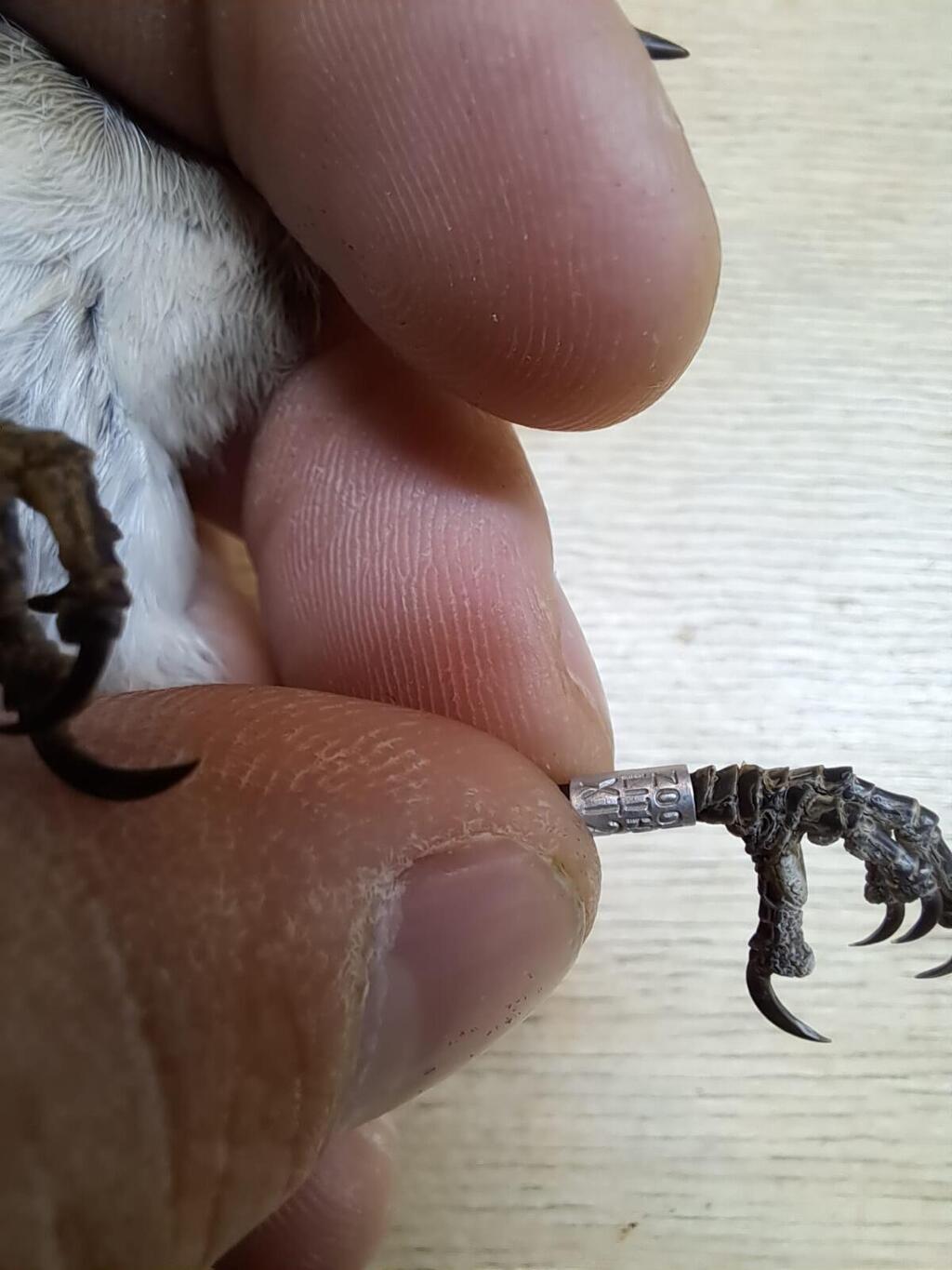 The branding ring on its leg (Photo: Yitzhak Cohen) סבכי טוחנים שהגיע מצ'כיה