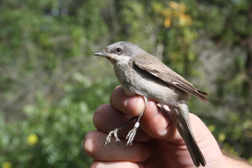Studied and released, the lesser whitethroat (Photo: Yitzhak Cohen) סבכי טוחנים שהגיע מצ'כיה