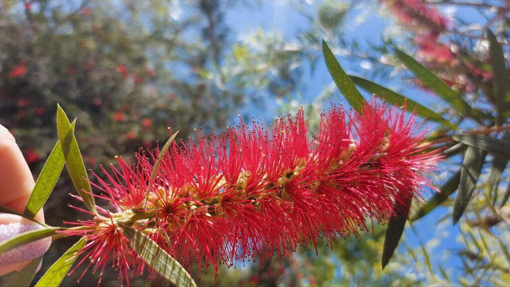 Ну чем не ершик? Соцветие каллистемона (Фото: Анастасия Тадсон) Ну чем не ершик? Соцветие каллистемона