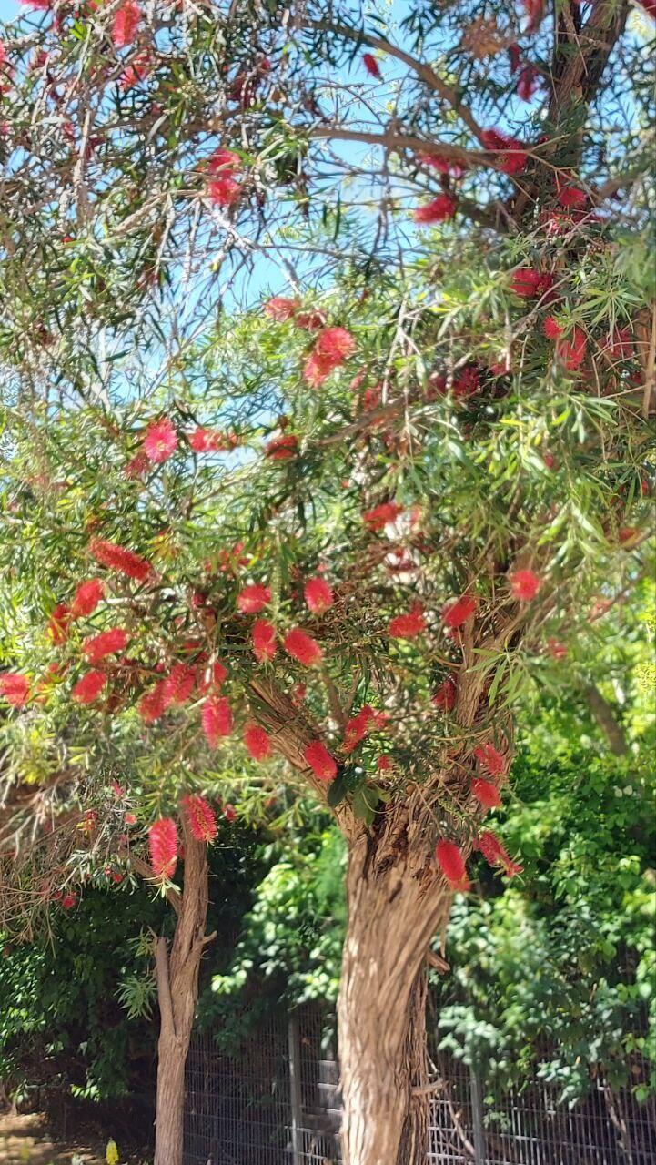 Красивотычиночник достигает в высоту 15 м (Фото: Анастасия Тадсон) Красивотычиночник достигает в высоту 15 м