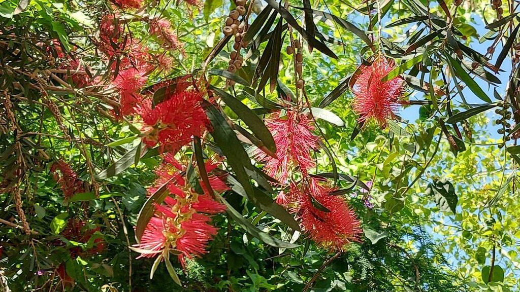Каллистемон - дерево с ершиками (Фото: Анастасия Тадсон) Каллистемон - дерево с ершиками
