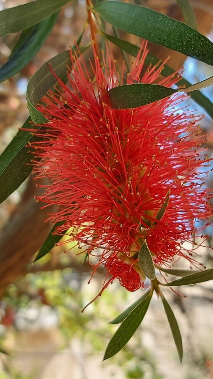 Каждая тычинка заканчивается пыльником, а соцветие - листом (Фото: Анастасия Тадсон) Каждое соцветие заканчивается листом