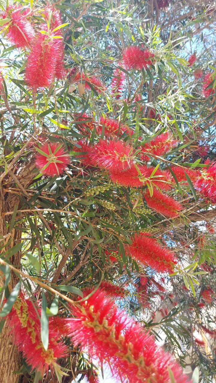 Каллистемон (Фото: Анастасия Тадсон) Каллистемон