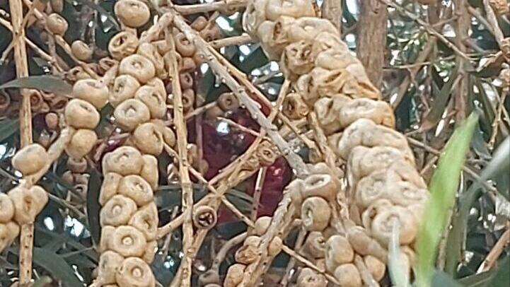 Семена каллистемона собраны в шаровидных коробочках (Фото: Анастасия Тадсон) Семена каллистемона собраны в шаровидных коробочках