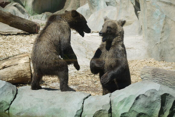 Many life situations are reminiscent of interactions between animals that can be compared to the prisoner’s dilemma. Two bears standing opposite each other 