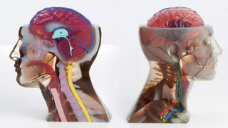 מודל ראש אנושי 