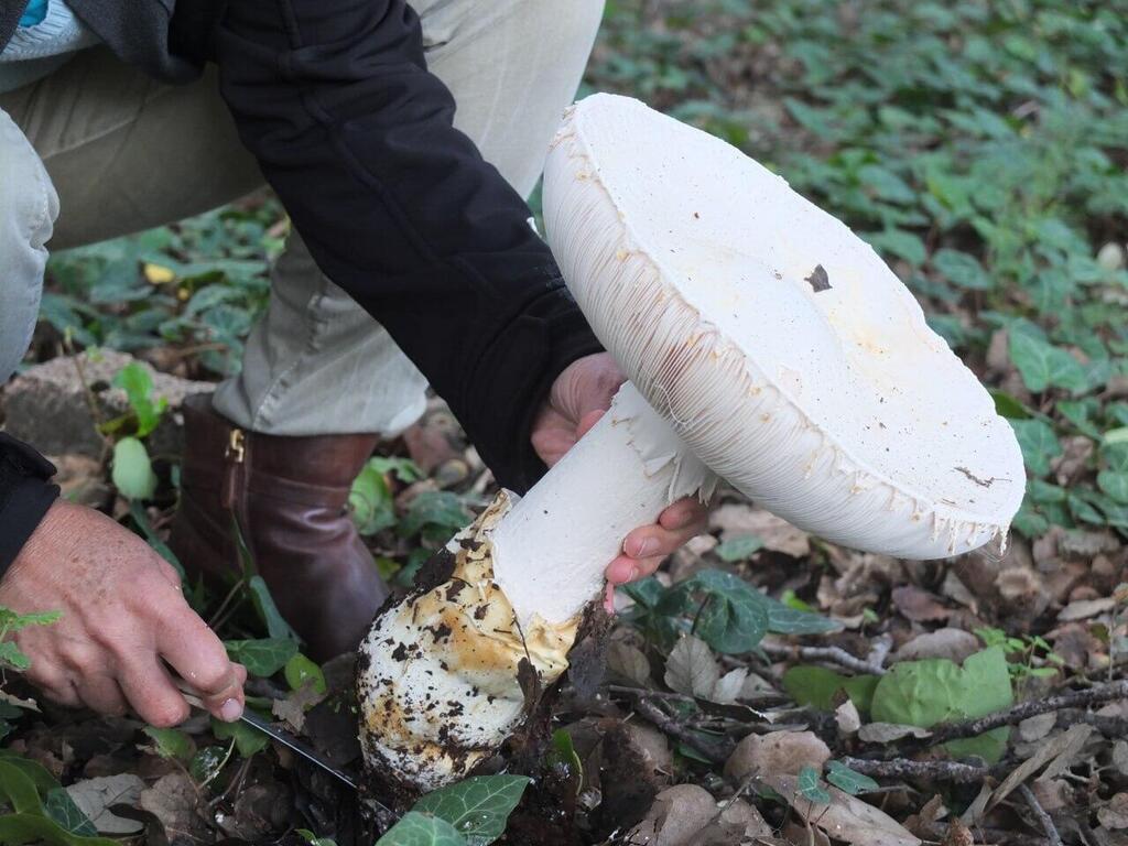 Amanita ovoidea - can be eaten, but is so similar to the poisonous Amanita proxima that even experts get them mixed up 