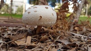 Green-spored Parasol - poisonous 